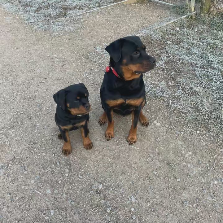 Winnie & Dottie  the rotties