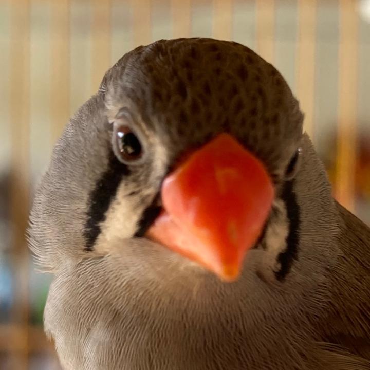 𝓓𝓻. 𝓑𝓲𝓻𝓫