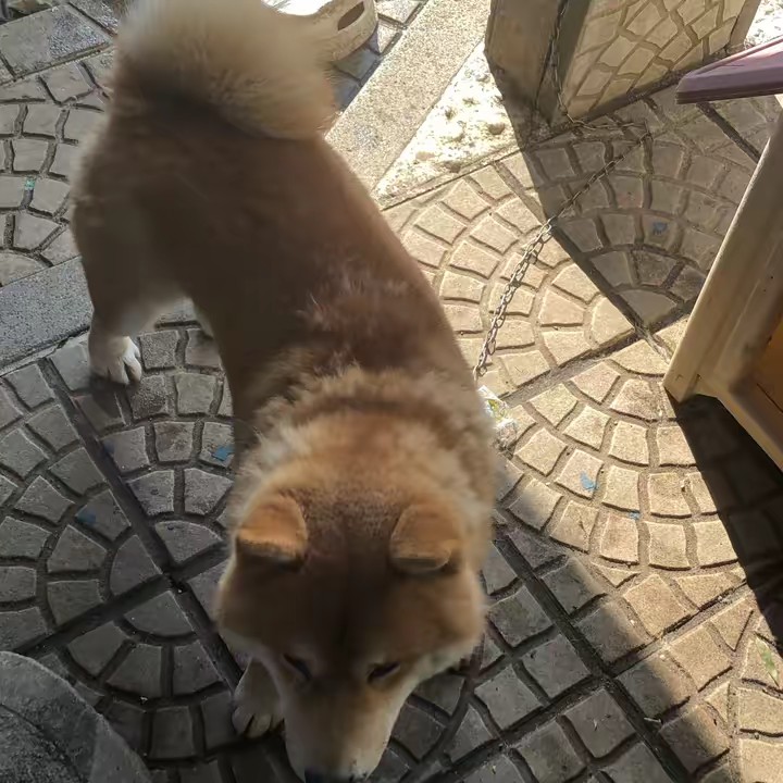 せいりゅう大好き