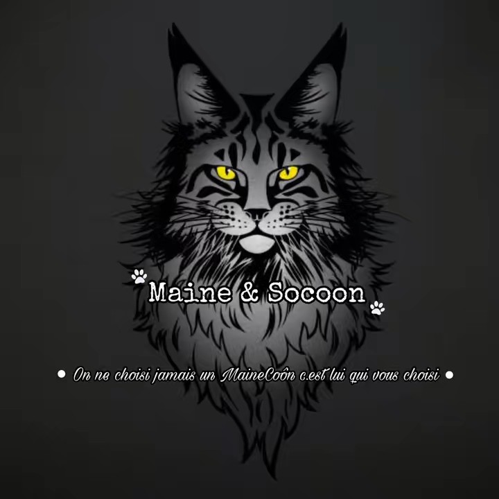 🐾✨SoCoon’s Line✨🐾