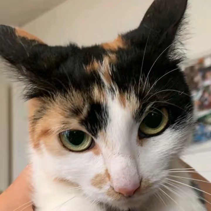 🌹🌿✨ Lucie ✨🌿🌹