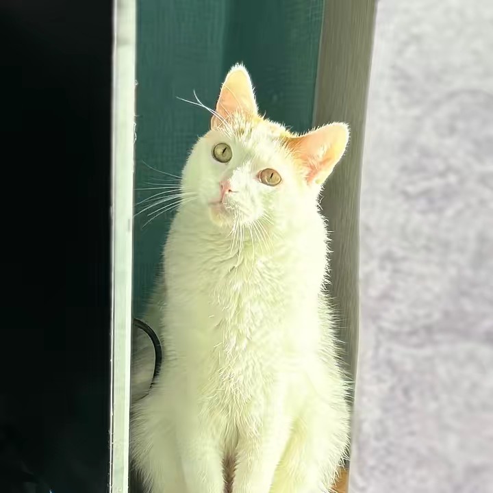 𝓩𝓸𝓶𝓫𝓲𝓮𝓟𝓻𝓸𝓢𝓲𝓵𝓵𝓮77