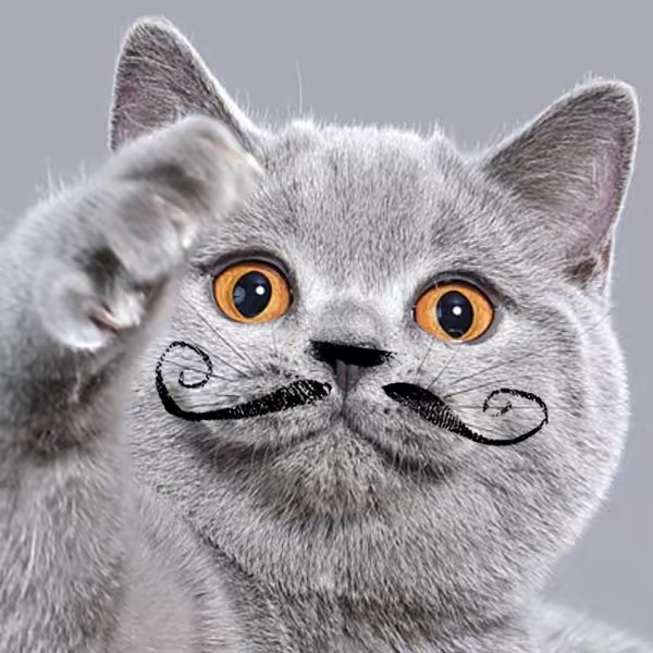 CutePetShow