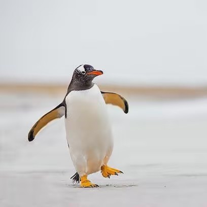 🐧Spicy Penguin 🐧