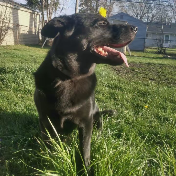 I ❤️ dog training