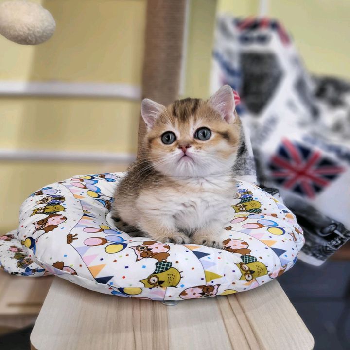 สวัสดีcat