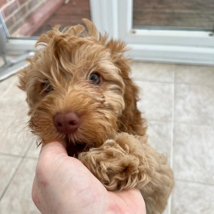 Indy.the.cockapoo
