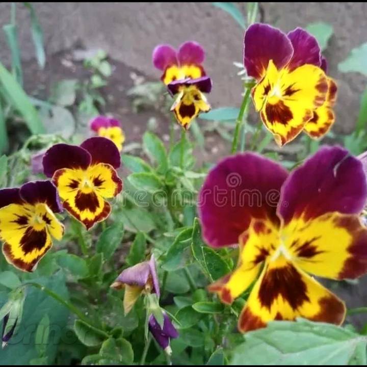 TheRealTeaspoonChipsy