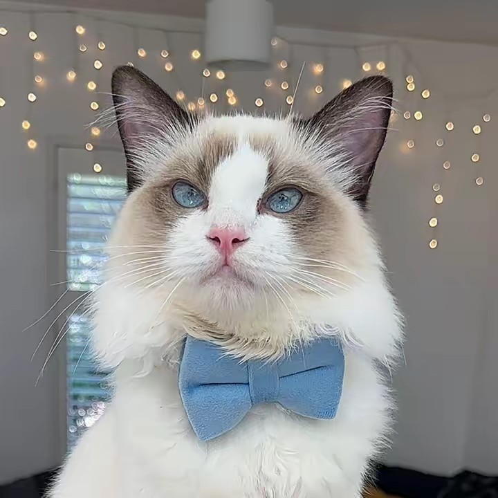Atticus the Ragdoll