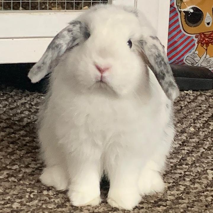 🤍ⒻⓁⓄⓅⓅⓎ🖤