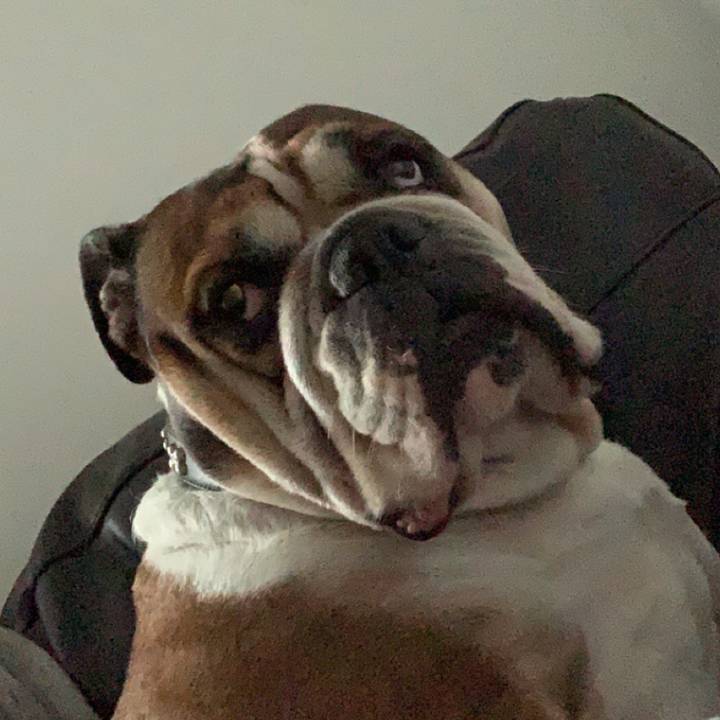Bowie the bulldog