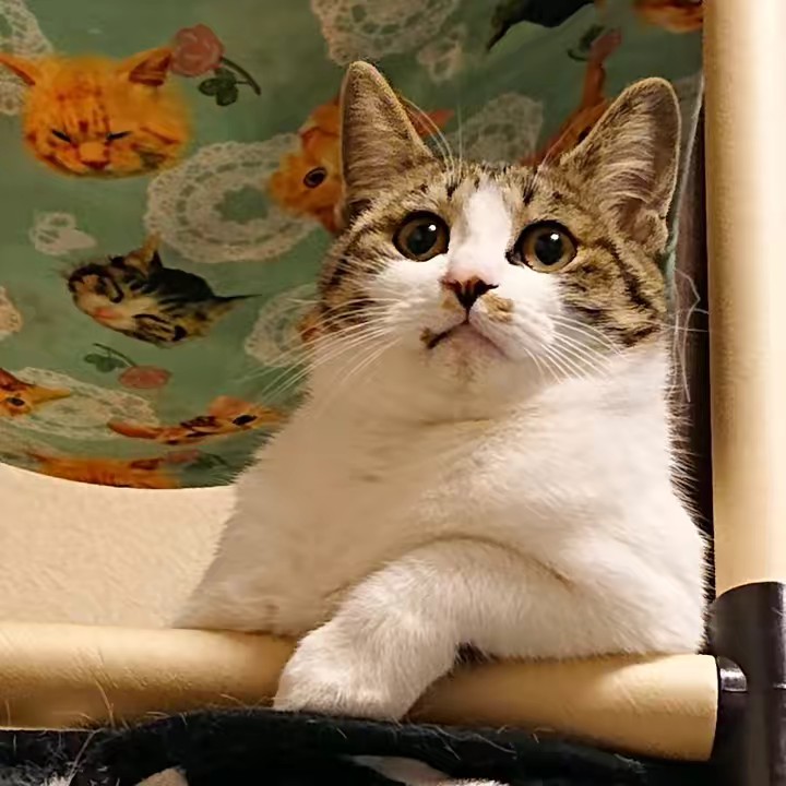 さつまいも天国