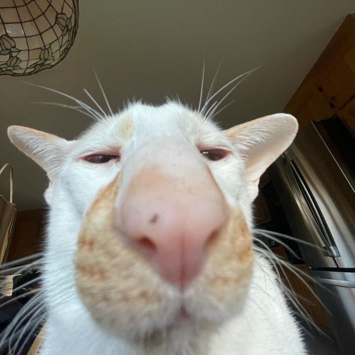 Chim🇸🇪🇻🇳