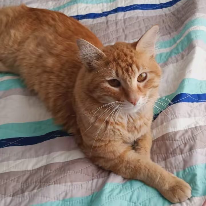 team gato🐱fan Narutoshippuden