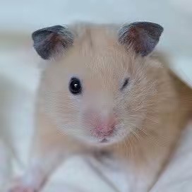 ことり🐬︎🫧