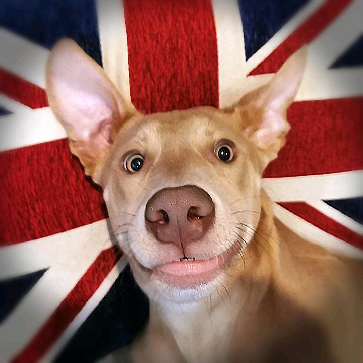 Marley and Me Family