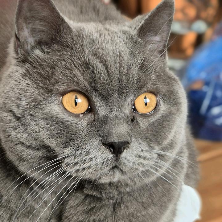 Theon the British Shorthair