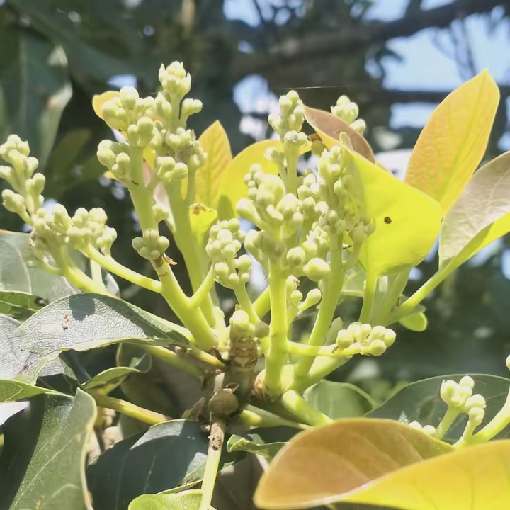 avocado flower