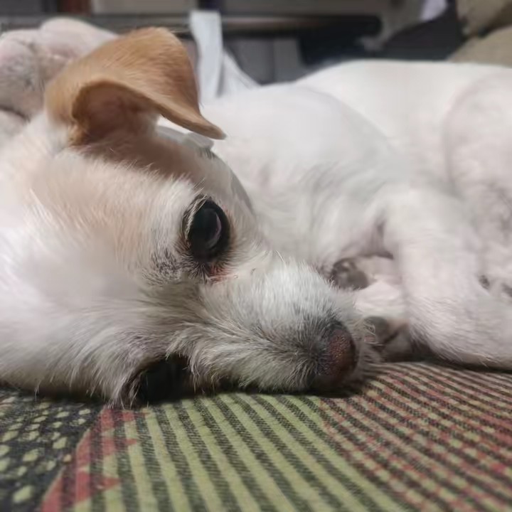 Luciiiaaaaaa 🐶🤍