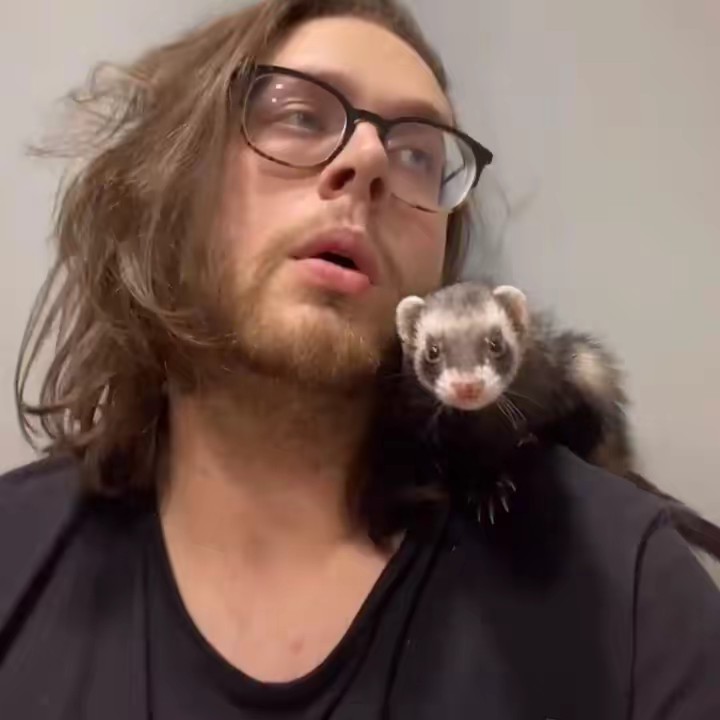 Ferret Daddy