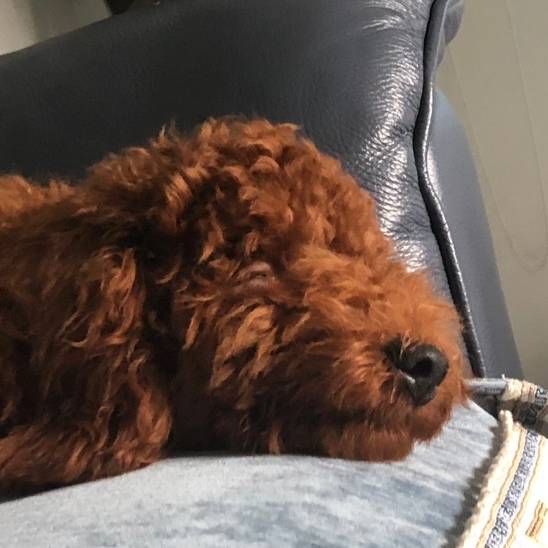 Wilson(フォロー返しの旅)