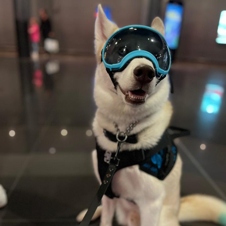 Storm_theassistancehusky_