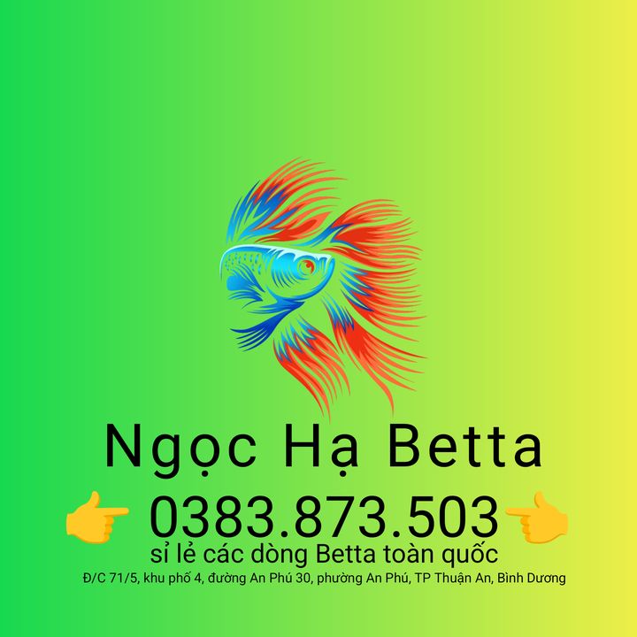 Ngọc Hạ Betta