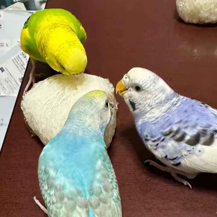 れもらいらむ🦜