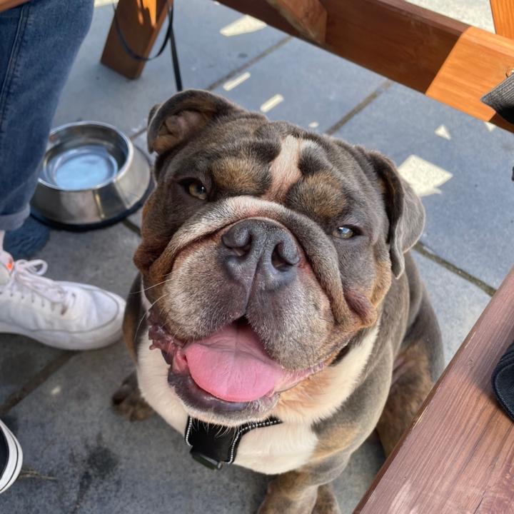 Vinnie The Bulldog