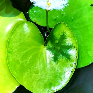 Minh Thủy Sinh