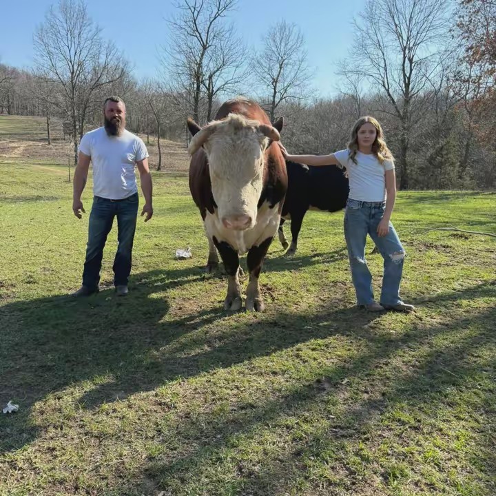 Rufus The Bull