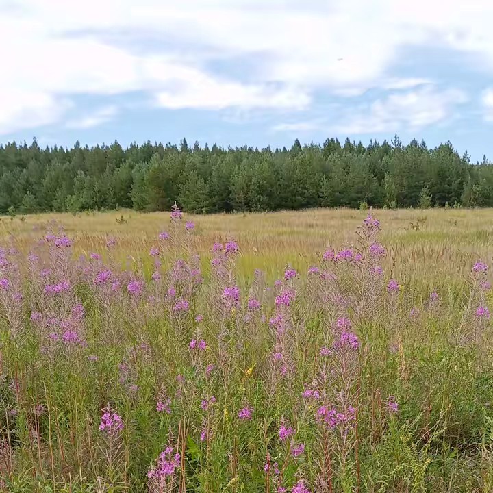 Настя Гуськова