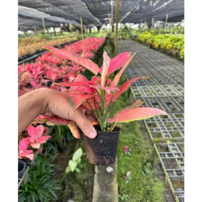 เจ้าทานตะวันรีวิว