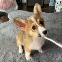 CooperCorgiTales