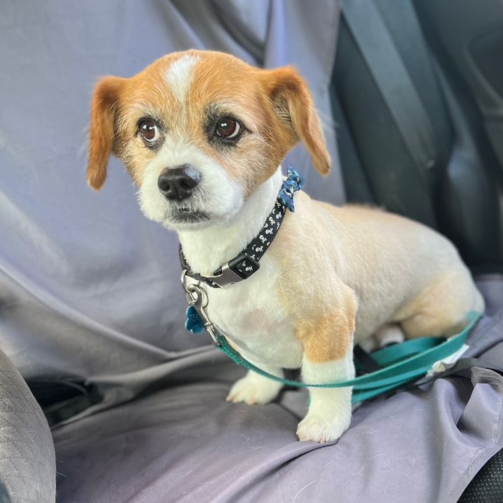 Terry THE Terrier Corgi Mix 😜