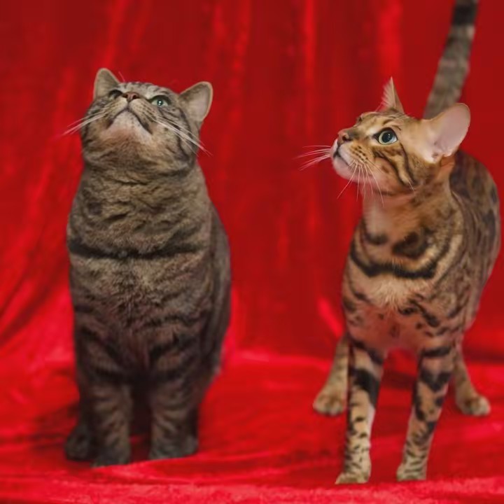 Muffins & Abu Biscuits