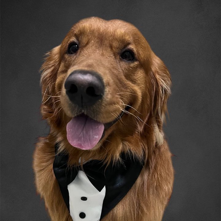 justagirlandhergoldenboy