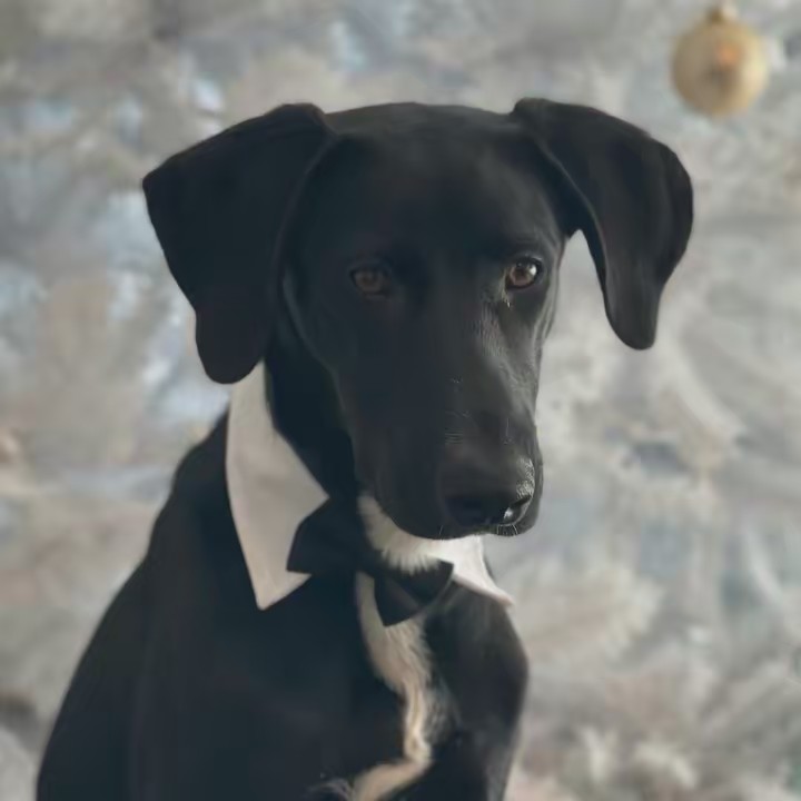Tuxedo