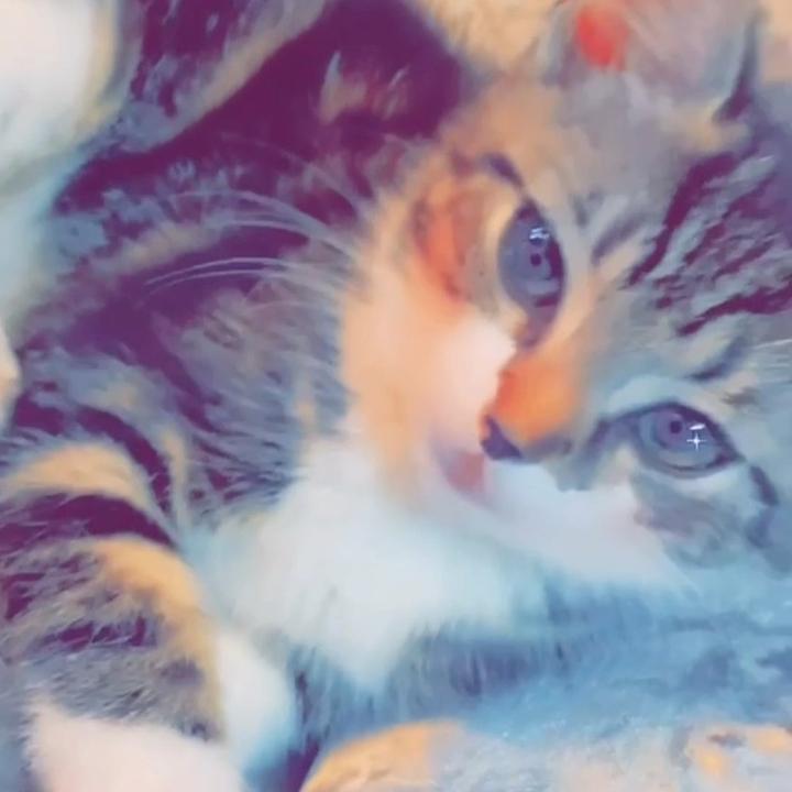 𝕵𝖆𝖒𝖎𝖑𝖆★