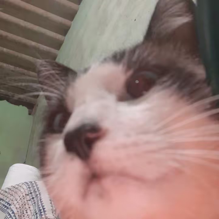 Filho_do_uchiha_nogueira