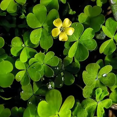 _________afrinhiza_________