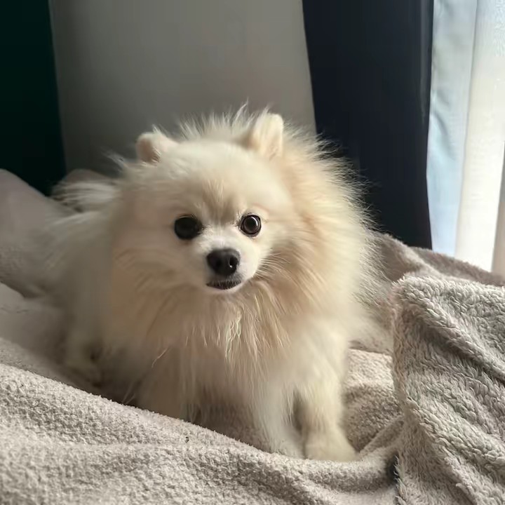 Vivian 🤴🇬🇧🇦🇴