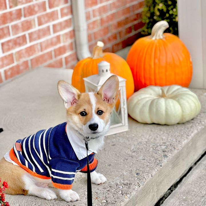 wenjiethecorgi