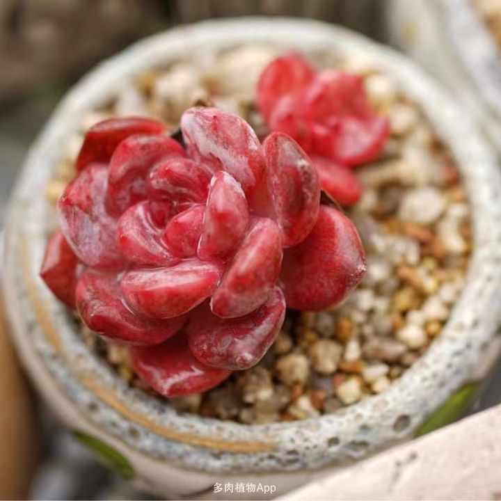 Nancy’s Succulents