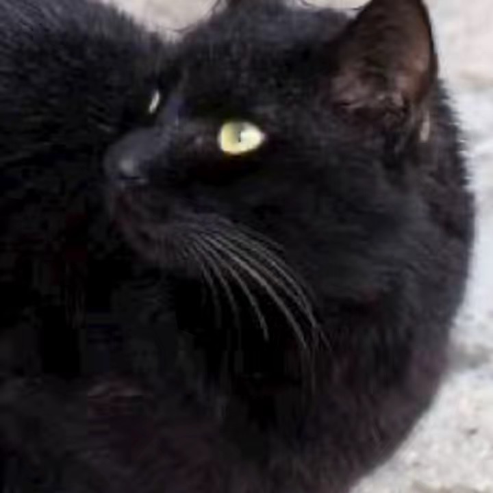 コビット🐈‍⬛🐾