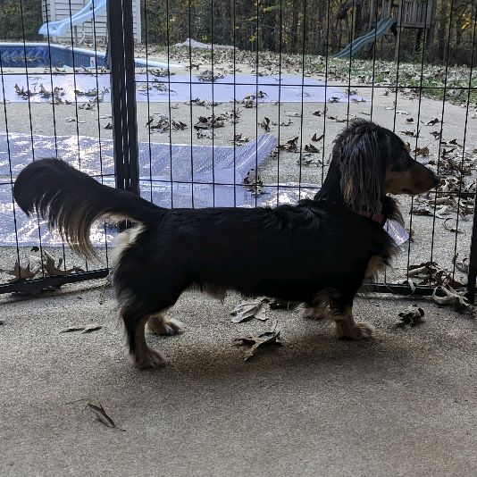 Kevin The Lil Weiner