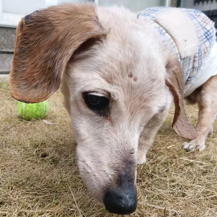 🌈🐶ボビボ🐶🌈22歳ボブ