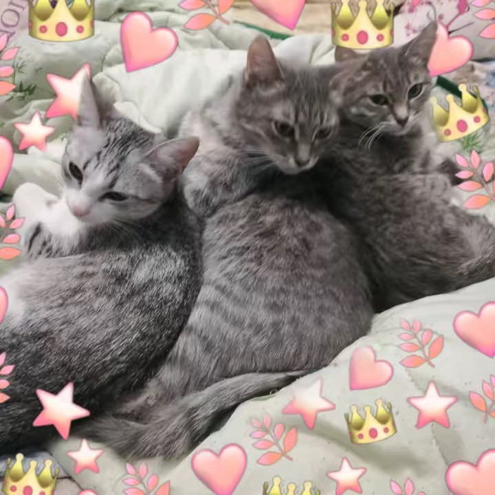 🔥ТВОЯ СОВЕСТЬ🔥