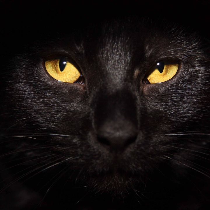 Southern.Blk.Cat2023