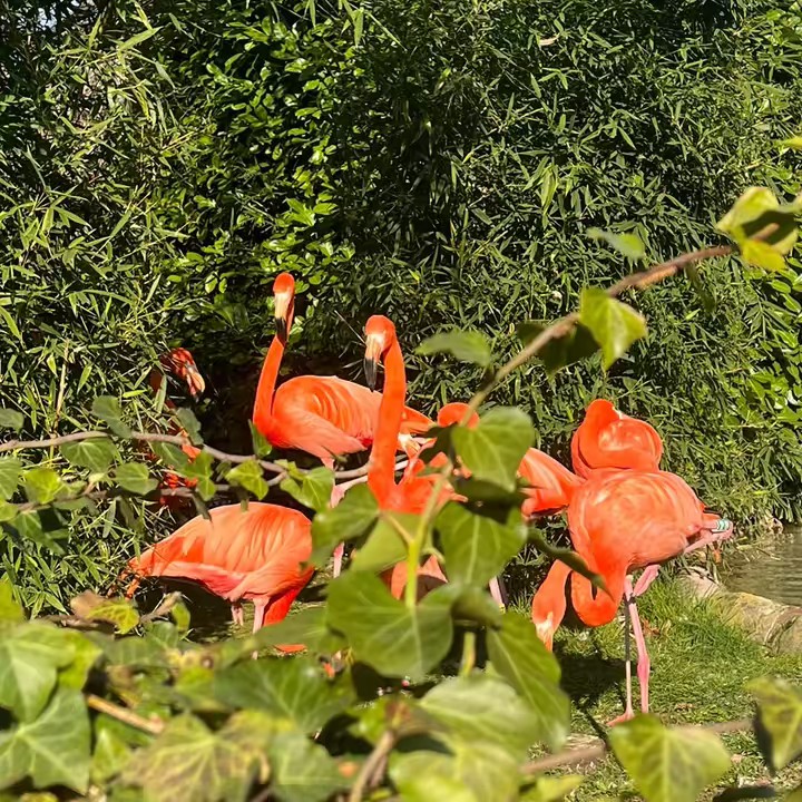 🤸🏻‍♀️Viktoria🐆